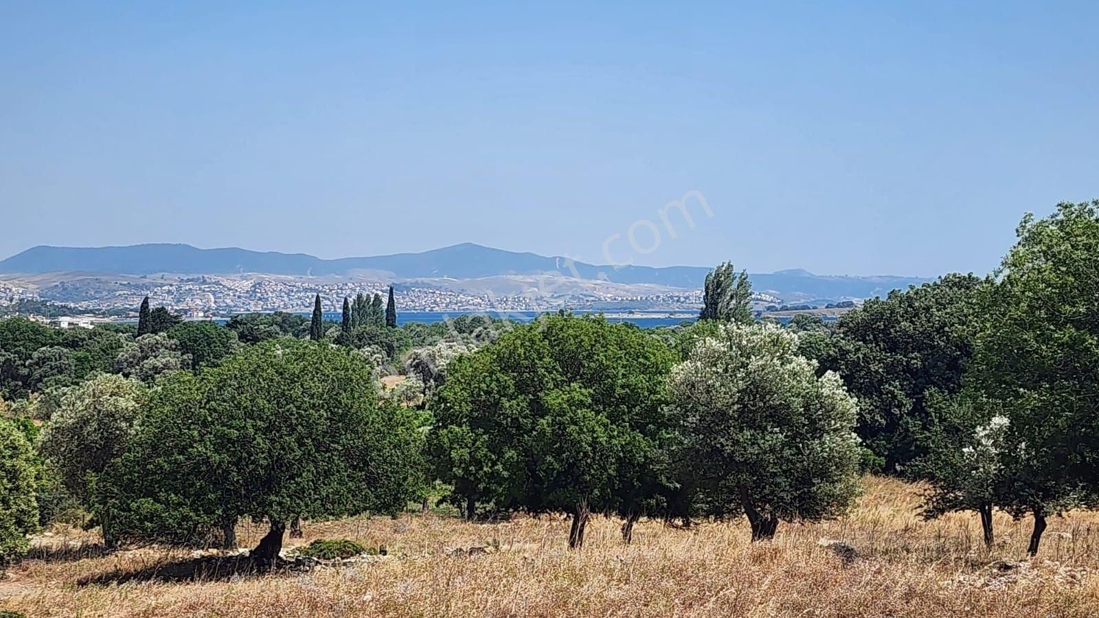 Seferihisar Sığacık Da Satılık Mandalina Zeytin Bahçesi - Görsel 24