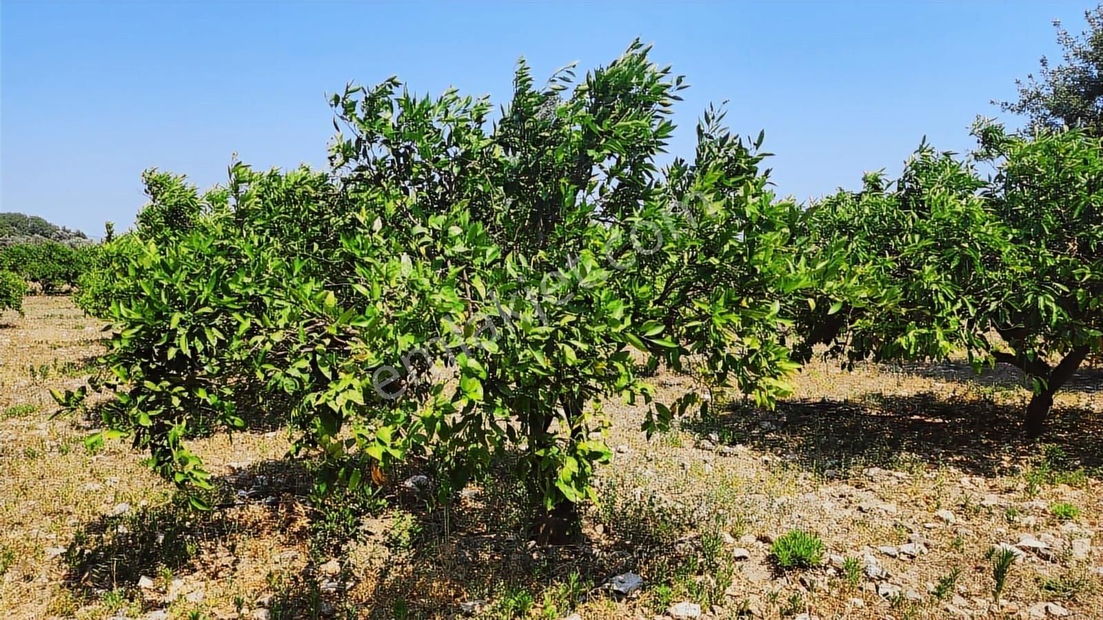 Seferihisar Sığacık Da Satılık Mandalina Zeytin Bahçesi - Görsel 9