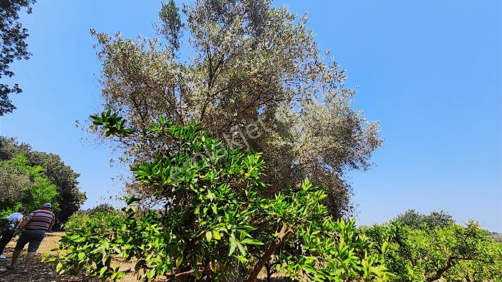 Seferihisar Sığacık Da Satılık Mandalina Zeytin Bahçesi - Görsel 17