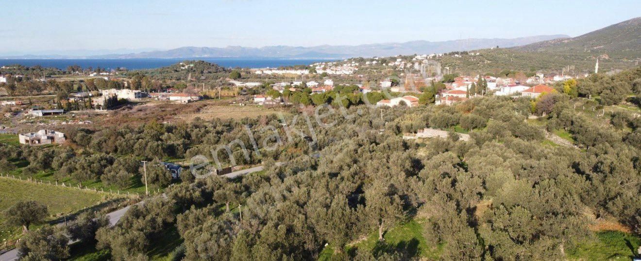 Ümmetoğlu’ndan 1.465 M2 Yatırımlık Zeytinlik Tarla Bademli Köyünde - Görsel 5