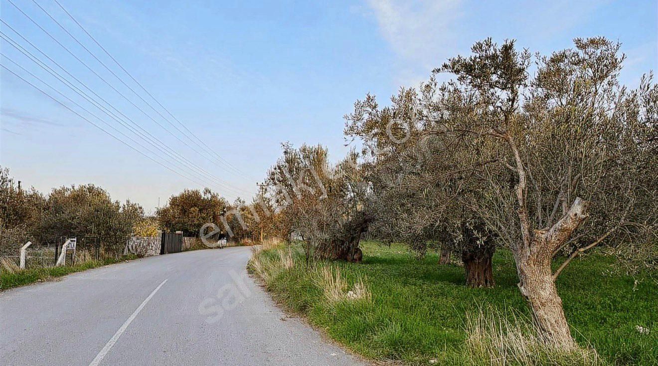 Ümmetoğlu’ndan 1.465 M2 Yatırımlık Zeytinlik Tarla Bademli Köyünde - Görsel 23