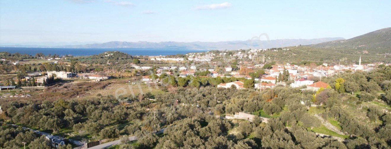 Ümmetoğlu’ndan 1.465 M2 Yatırımlık Zeytinlik Tarla Bademli Köyünde - Görsel 12