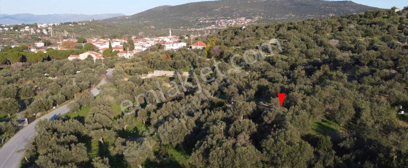 Ümmetoğlu’ndan 1.465 M2 Yatırımlık Zeytinlik Tarla Bademli Köyünde - Görsel 6