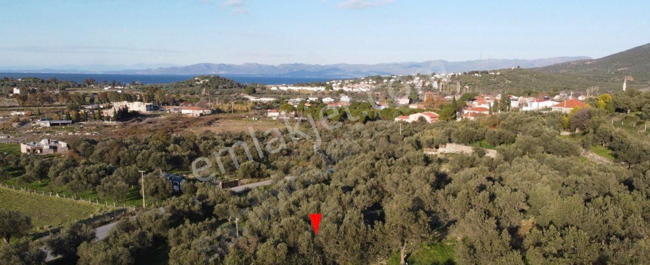 Ümmetoğlu’ndan 1.465 M2 Yatırımlık Zeytinlik Tarla Bademli Köyünde - Görsel 8