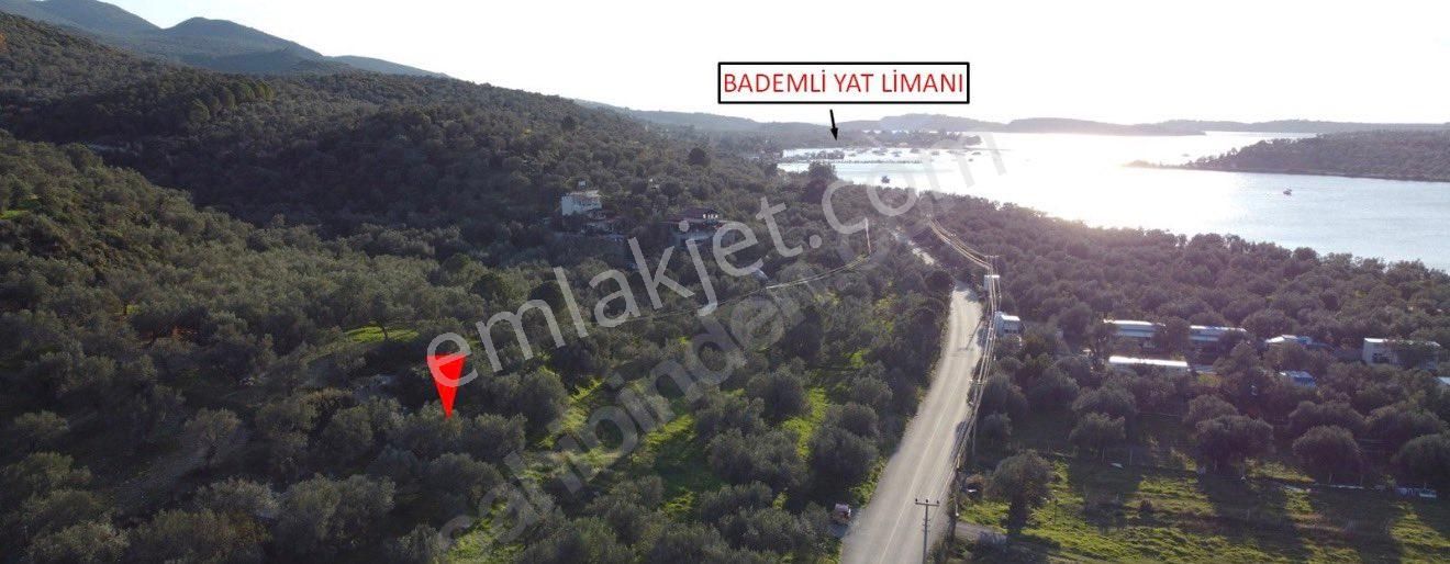 Ümmetoğlu’ndan 1.465 M2 Yatırımlık Zeytinlik Tarla Bademli Köyünde - Görsel 2