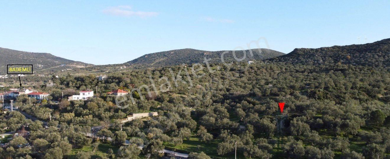 Ümmetoğlu’ndan 1.465 M2 Yatırımlık Zeytinlik Tarla Bademli Köyünde - Görsel 10