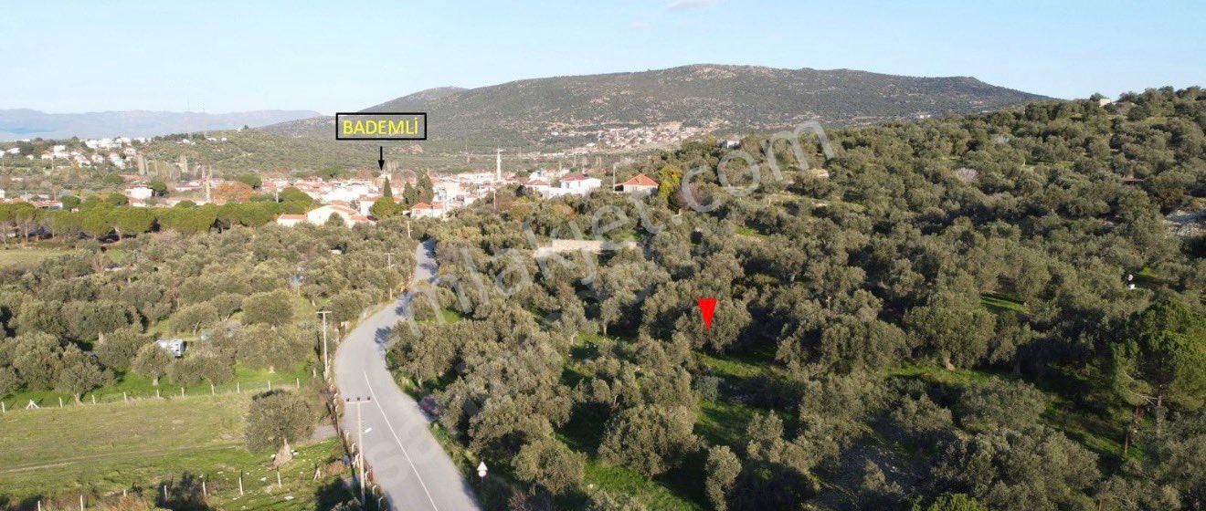 Ümmetoğlu’ndan 1.465 M2 Yatırımlık Zeytinlik Tarla Bademli Köyünde - Görsel 7