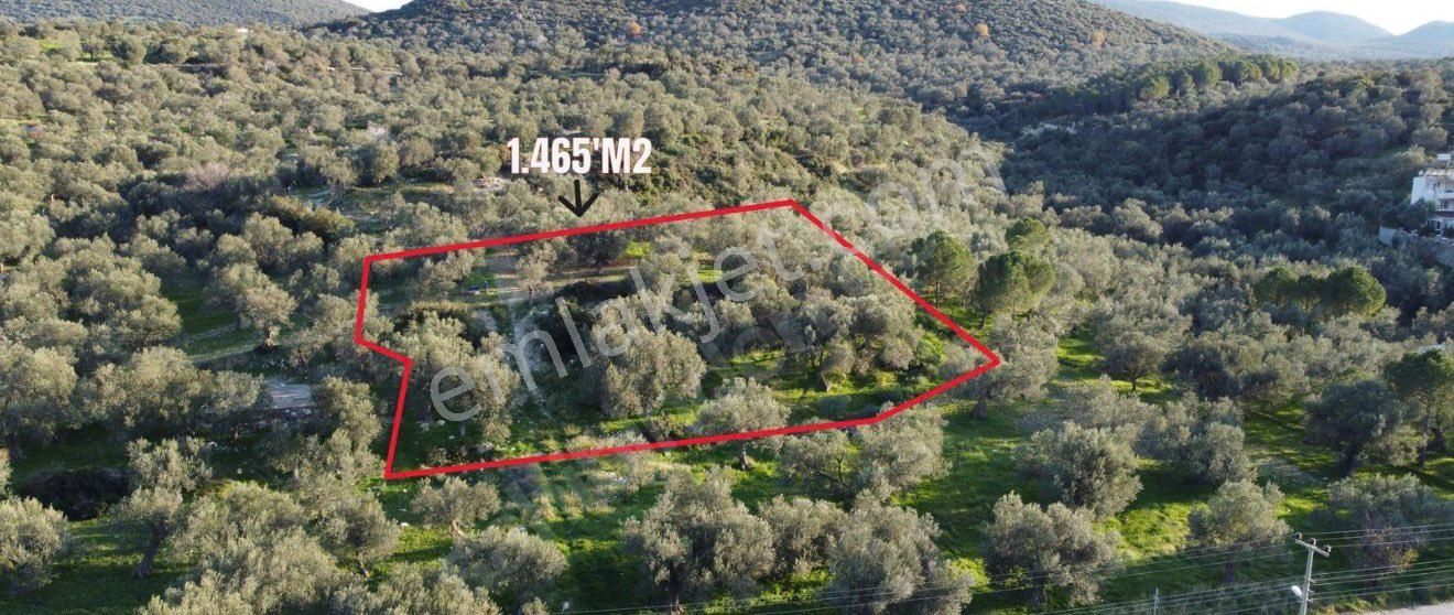 Ümmetoğlu’ndan 1.465 M2 Yatırımlık Zeytinlik Tarla Bademli Köyünde