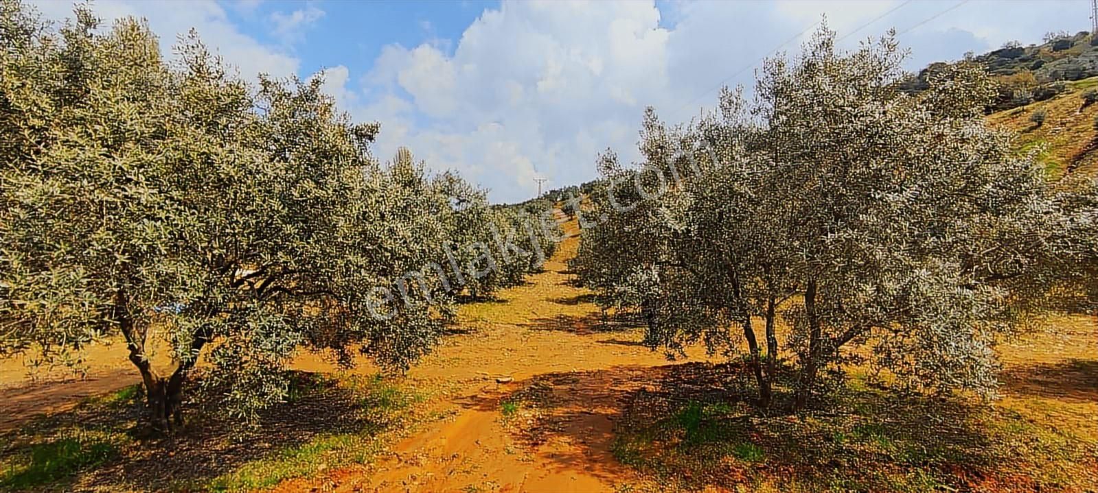 Salihli'de Satılık 93517 M2 Zeytinlik Ve Tarla (video) - Görsel 23