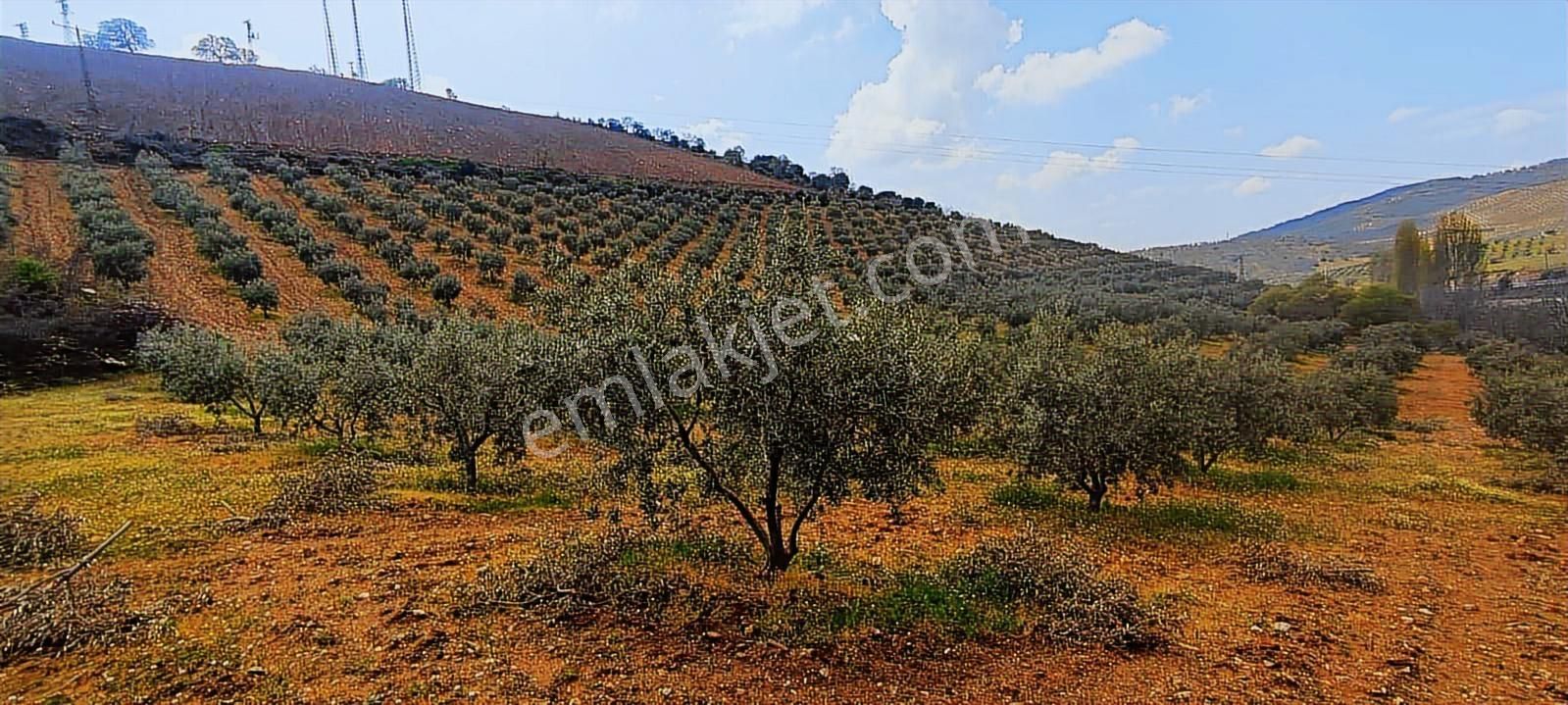 Salihli'de Satılık 93517 M2 Zeytinlik Ve Tarla (video) - Görsel 7
