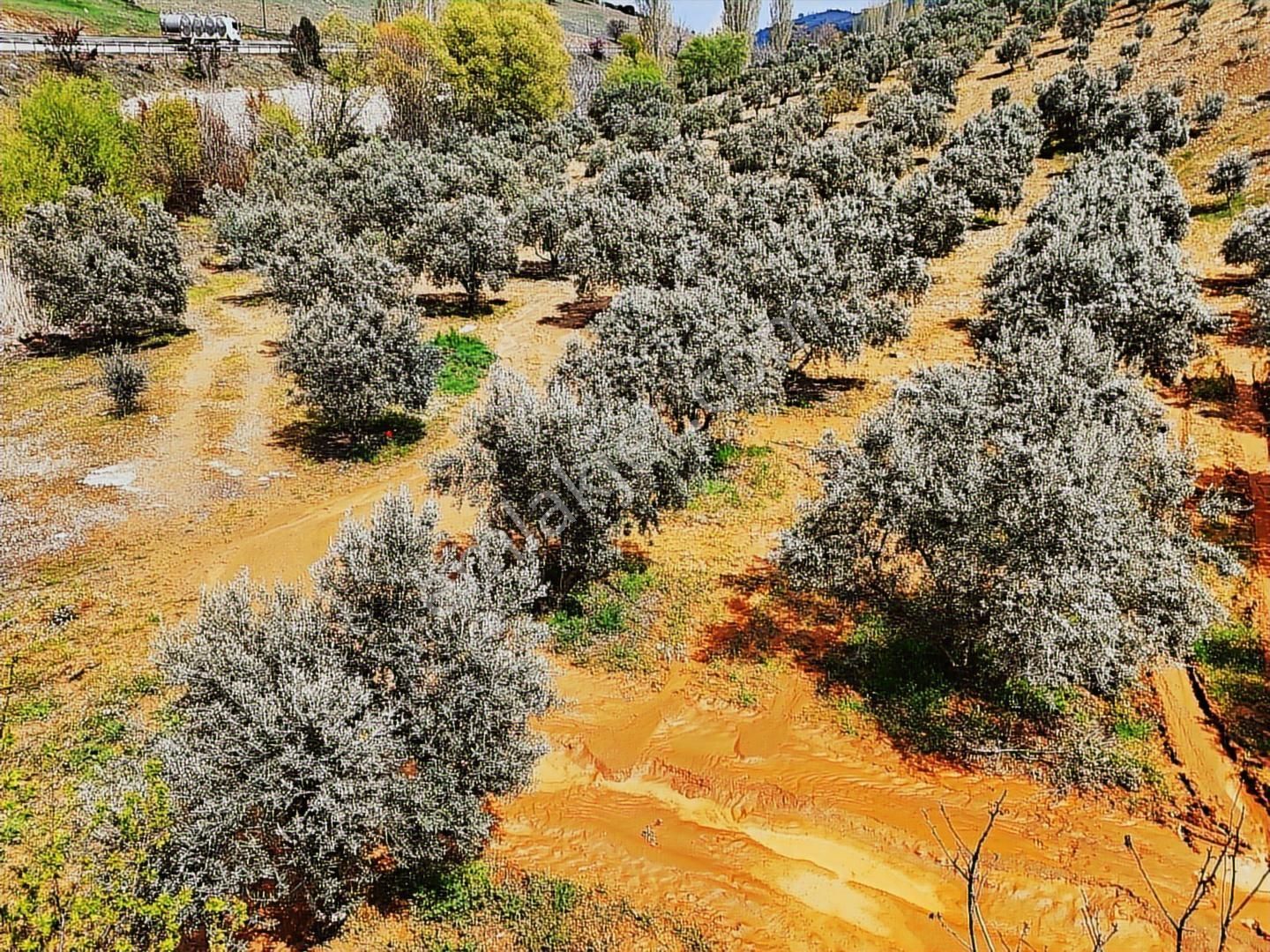 Salihli'de Satılık 93517 M2 Zeytinlik Ve Tarla (video) - Görsel 17