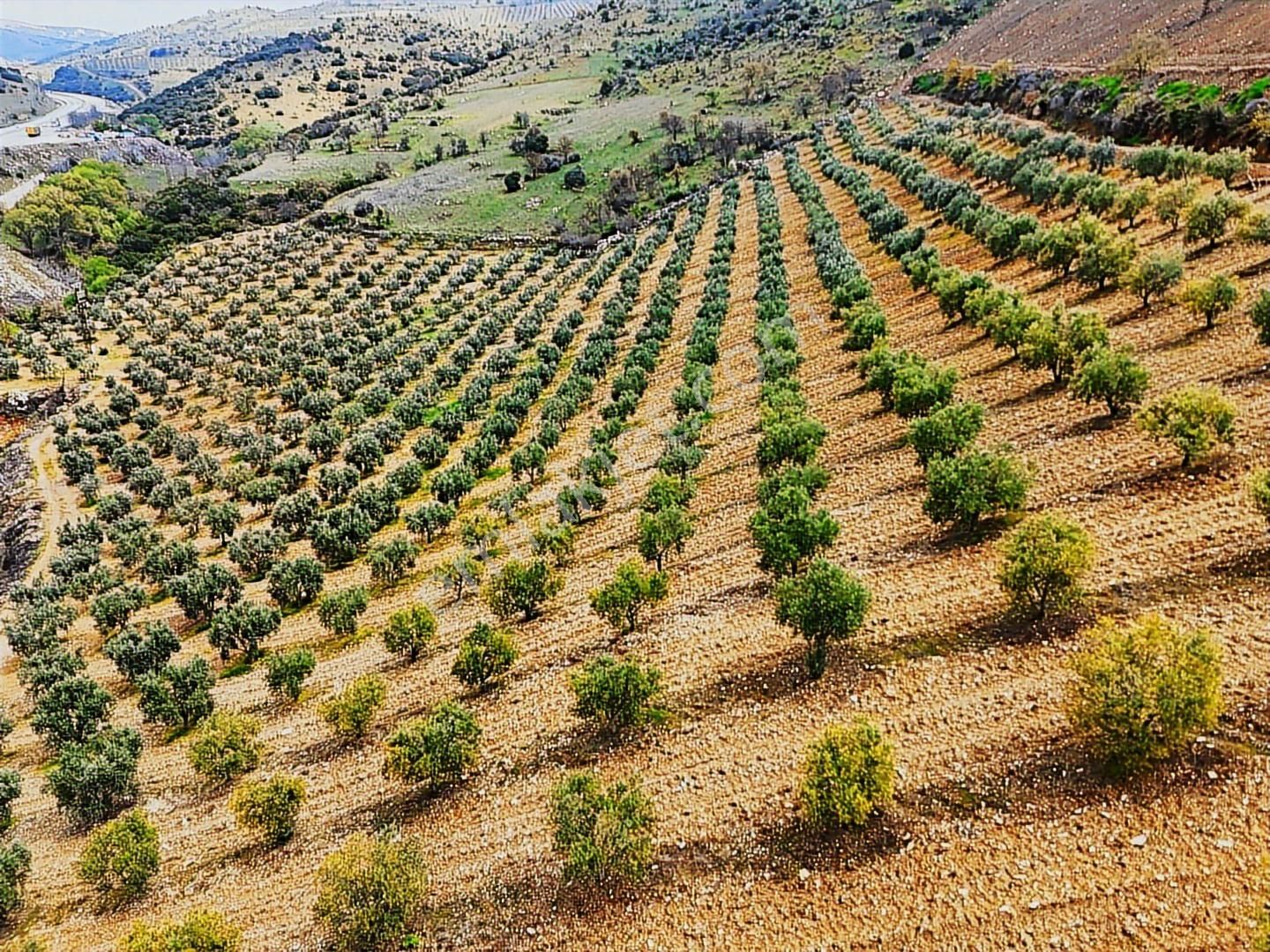 Salihli'de Satılık 93517 M2 Zeytinlik Ve Tarla (video) - Görsel 15