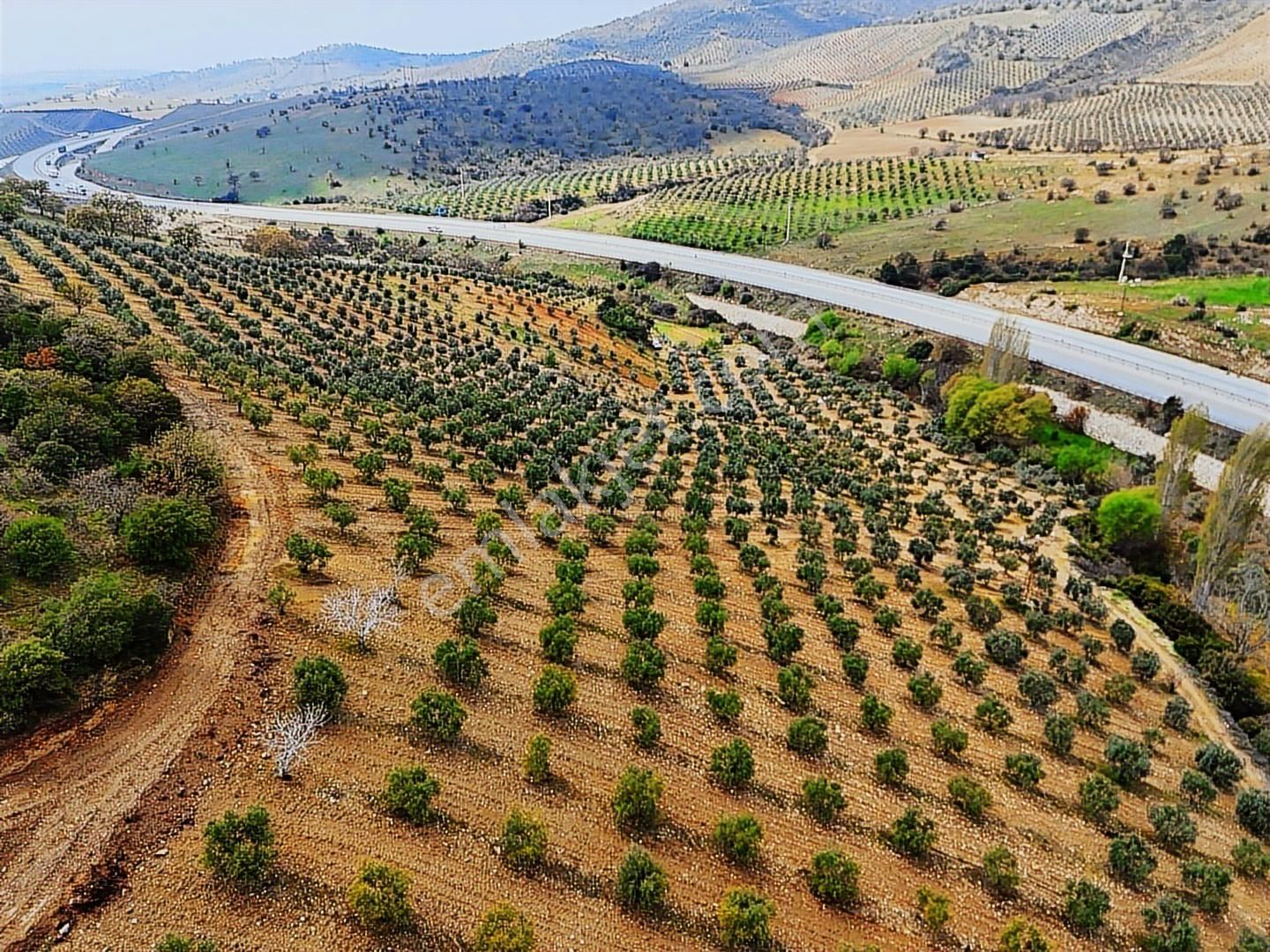 Salihli'de Satılık 93517 M2 Zeytinlik Ve Tarla (video) - Görsel 32