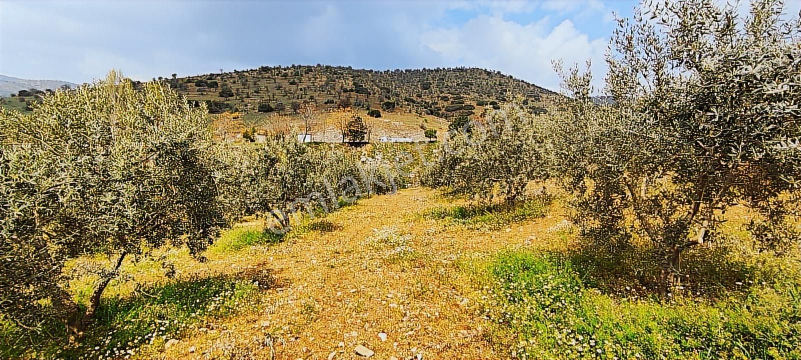 Salihli'de Satılık 93517 M2 Zeytinlik Ve Tarla (video) - Görsel 19