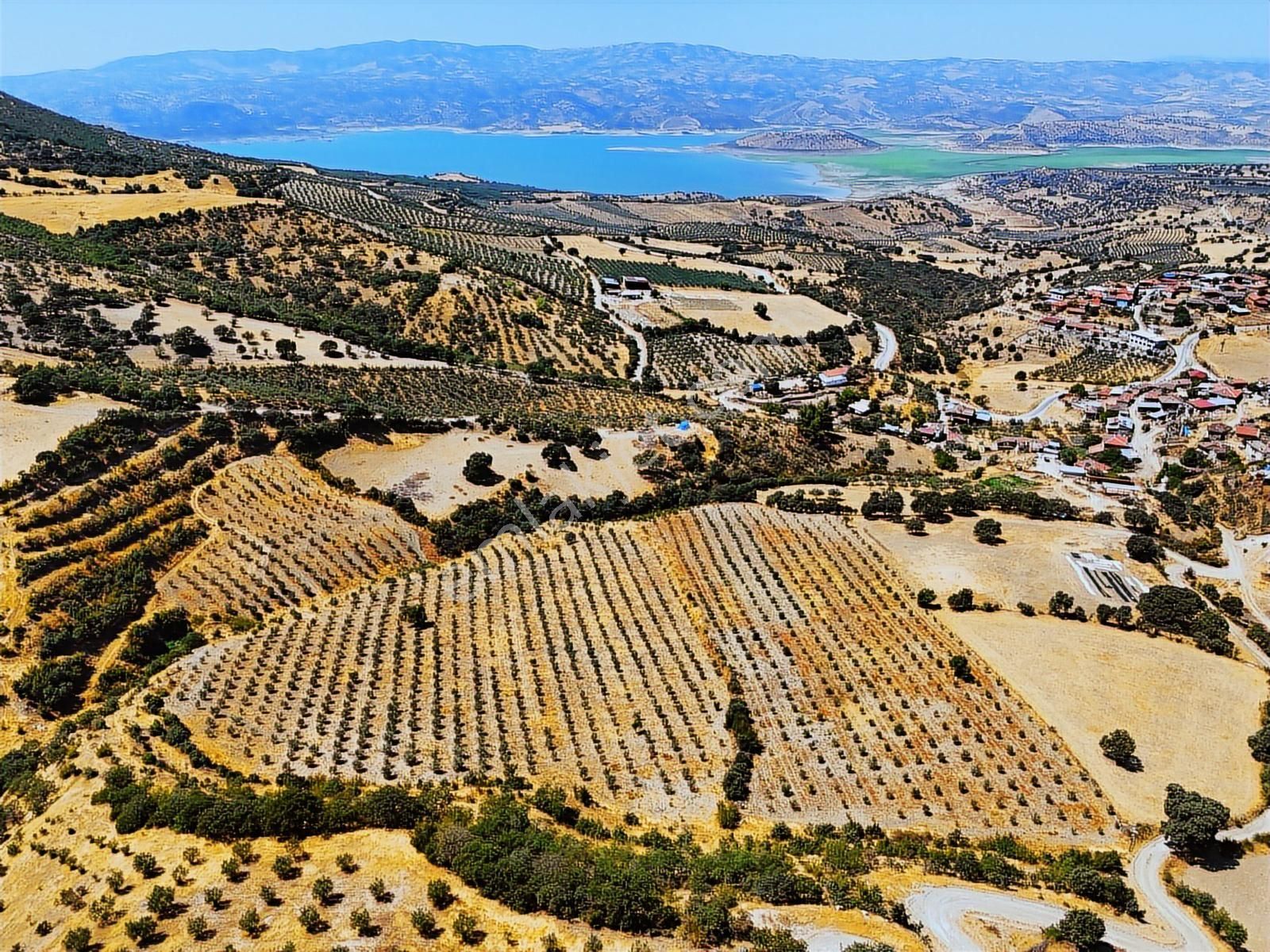 Salihli Hacıköseli'de Satılık 38068 M2 Zeytinlik (video) - Görsel 6