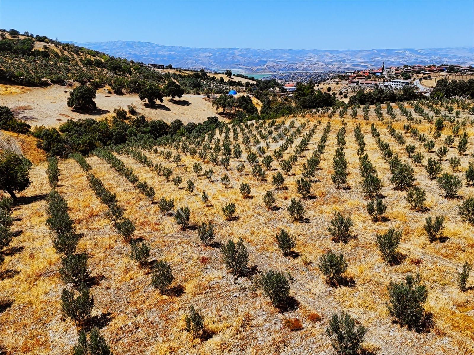 Salihli Hacıköseli'de Satılık 38068 M2 Zeytinlik (video) - Görsel 4