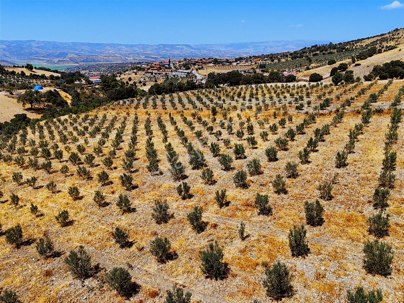 Salihli Hacıköseli'de Satılık 38068 M2 Zeytinlik (video) - Görsel 2