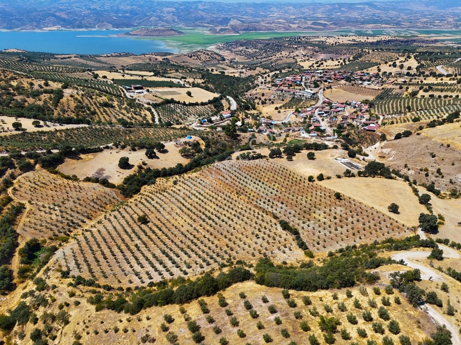 Salihli Hacıköseli'de Satılık 38068 M2 Zeytinlik (video) - Görsel 12