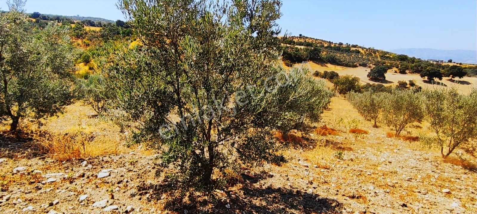 Salihli Hacıköseli'de Satılık 38068 M2 Zeytinlik (video) - Görsel 10
