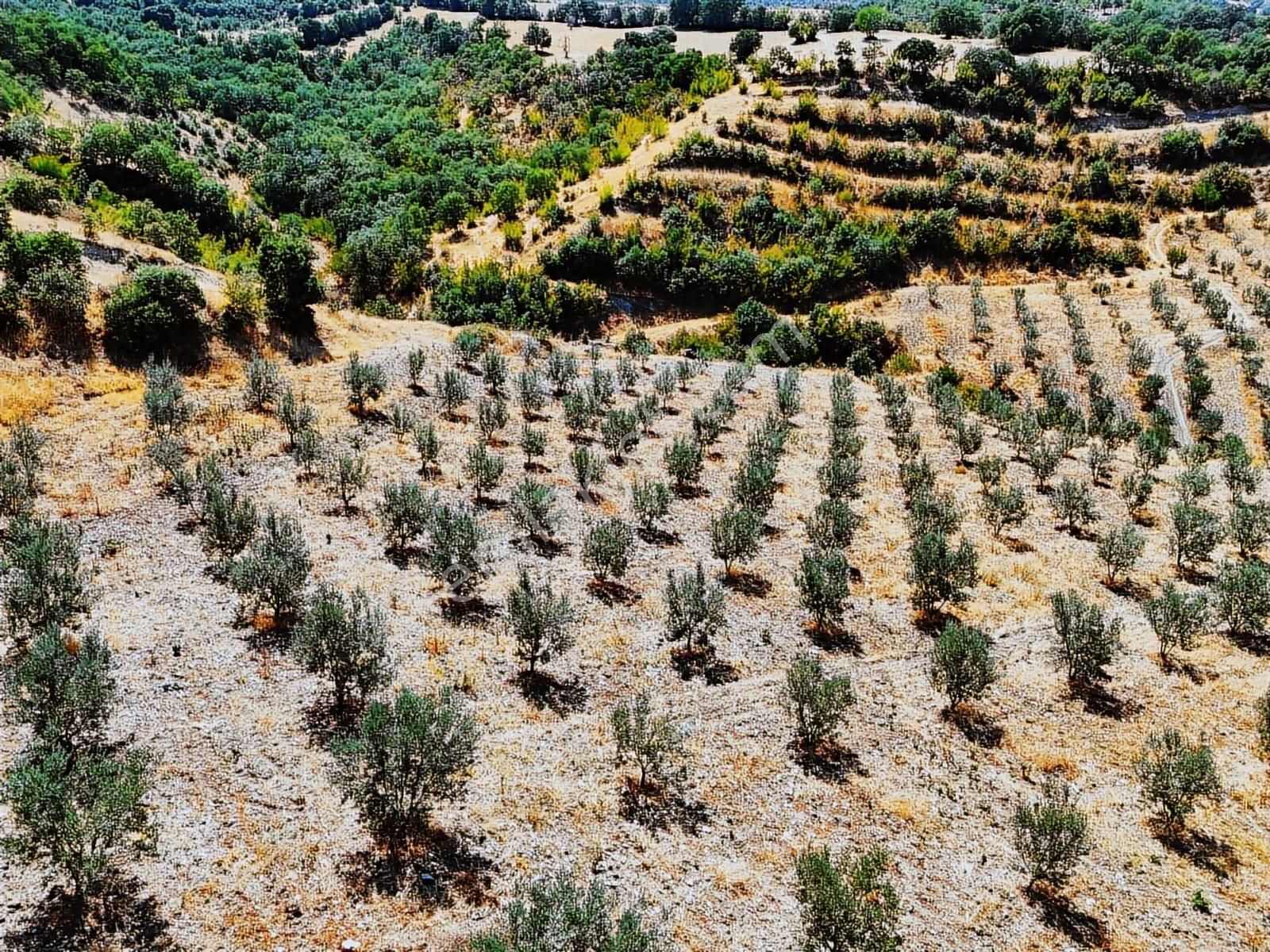 Salihli Hacıköseli'de Satılık 38068 M2 Zeytinlik (video) - Görsel 17