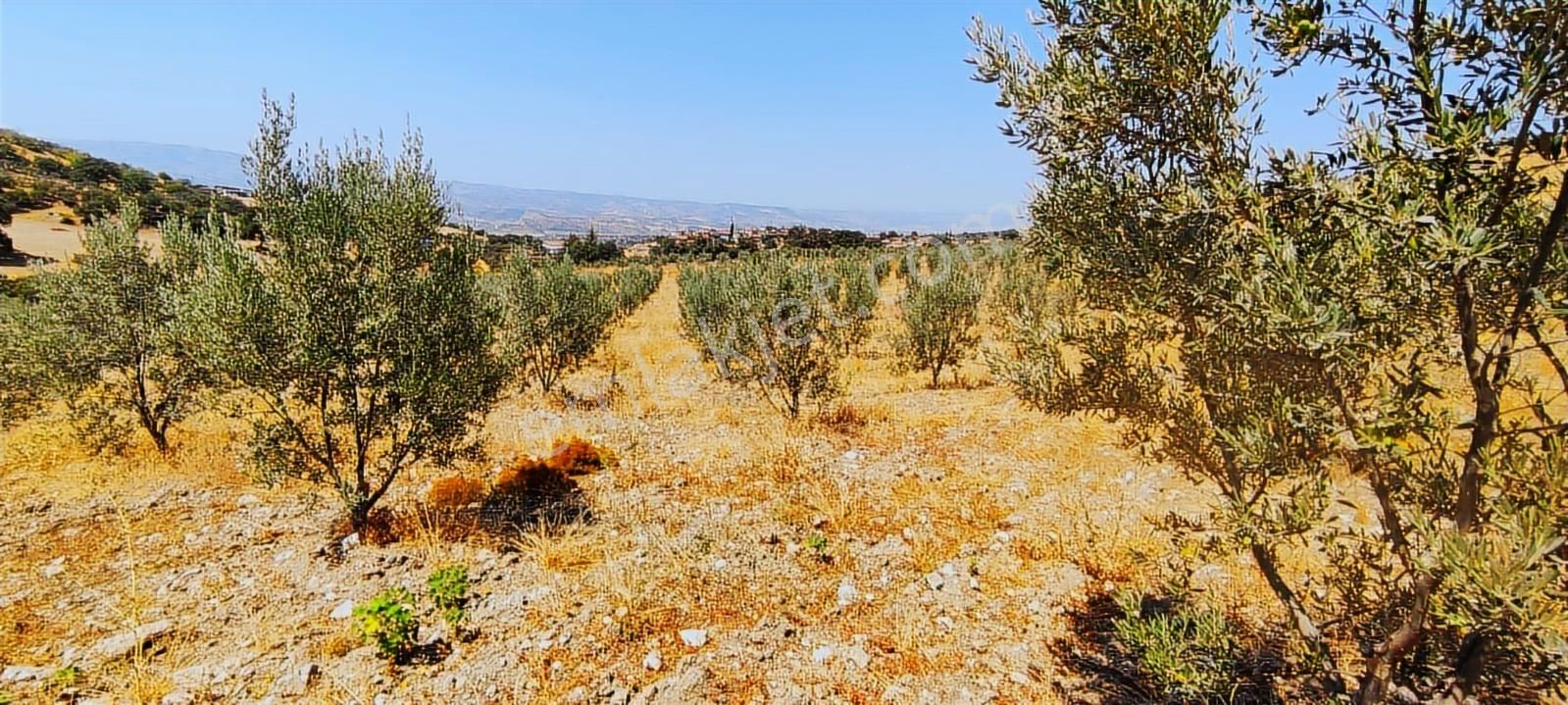 Salihli Hacıköseli'de Satılık 38068 M2 Zeytinlik (video) - Görsel 5