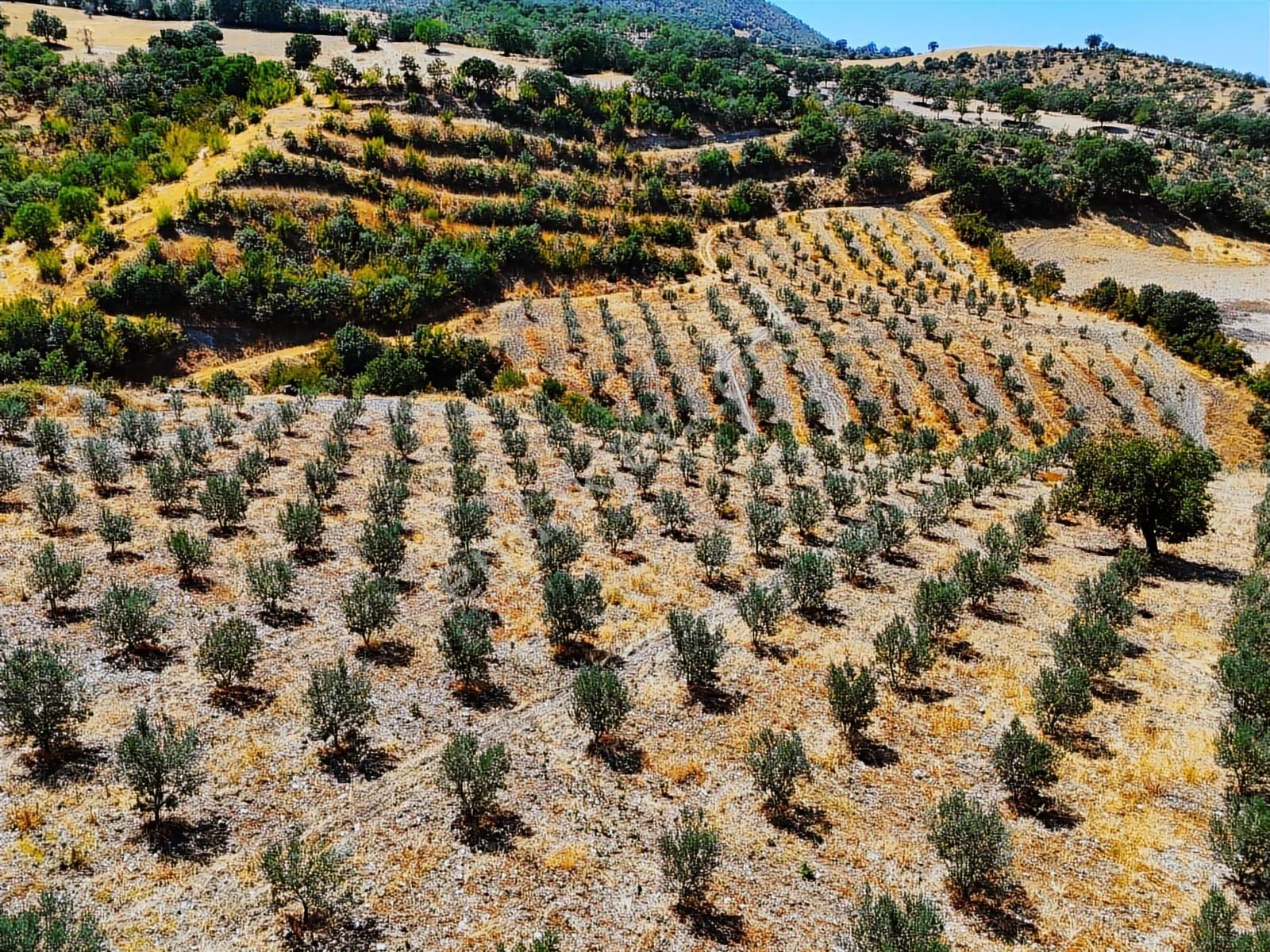 Salihli Hacıköseli'de Satılık 38068 M2 Zeytinlik (video) - Görsel 3
