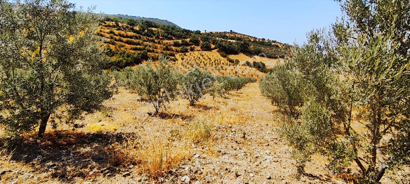 Salihli Hacıköseli'de Satılık 38068 M2 Zeytinlik (video) - Görsel 7