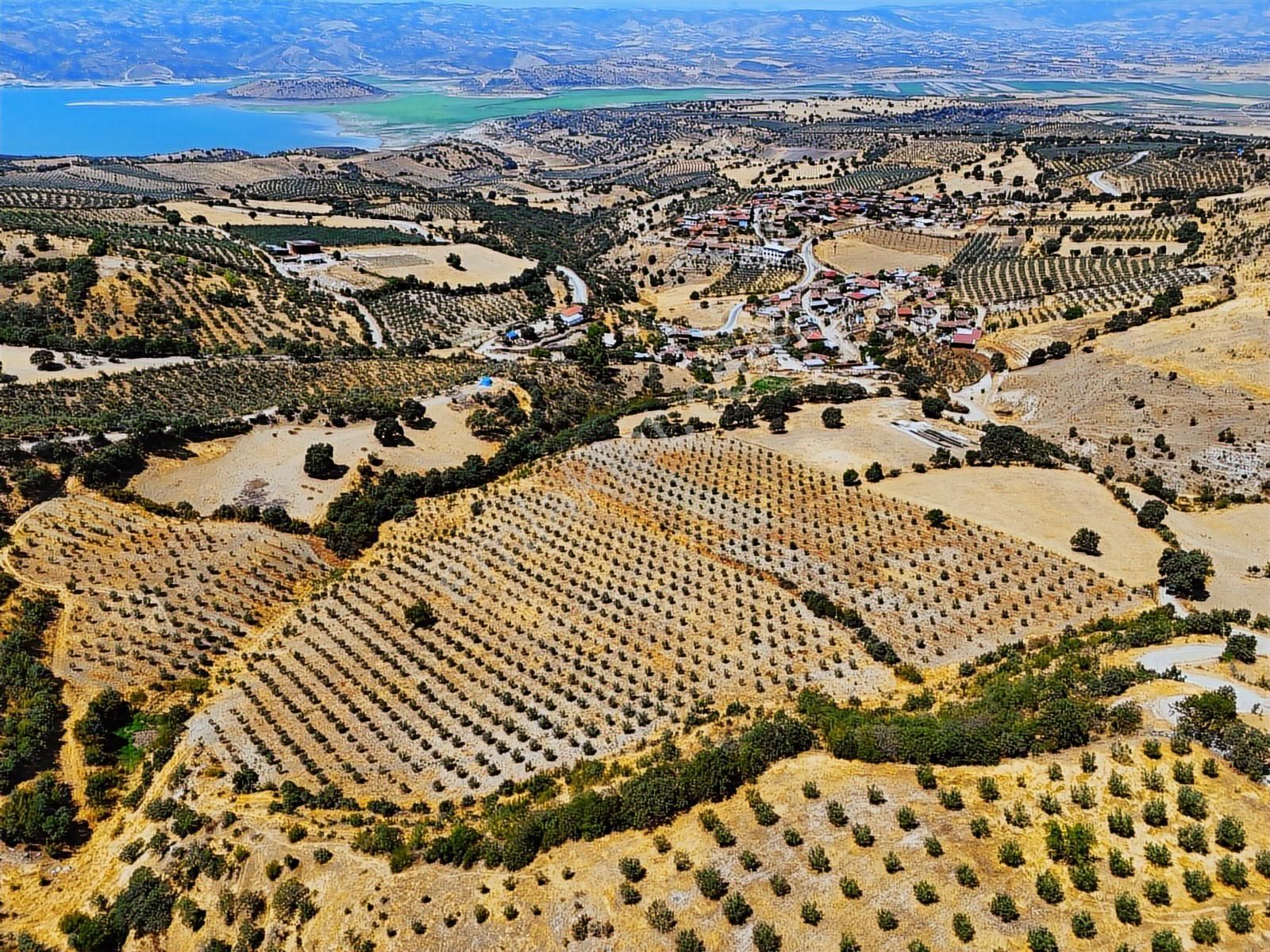 Salihli Hacıköseli'de Satılık 38068 M2 Zeytinlik (video) - Görsel 15