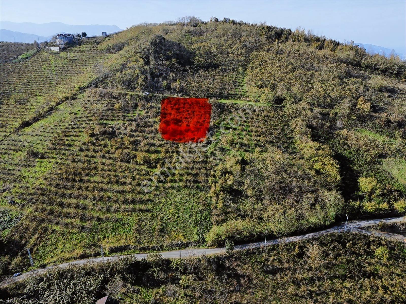 Trabzon Akyazıda Fırsat Arsa - Görsel 2