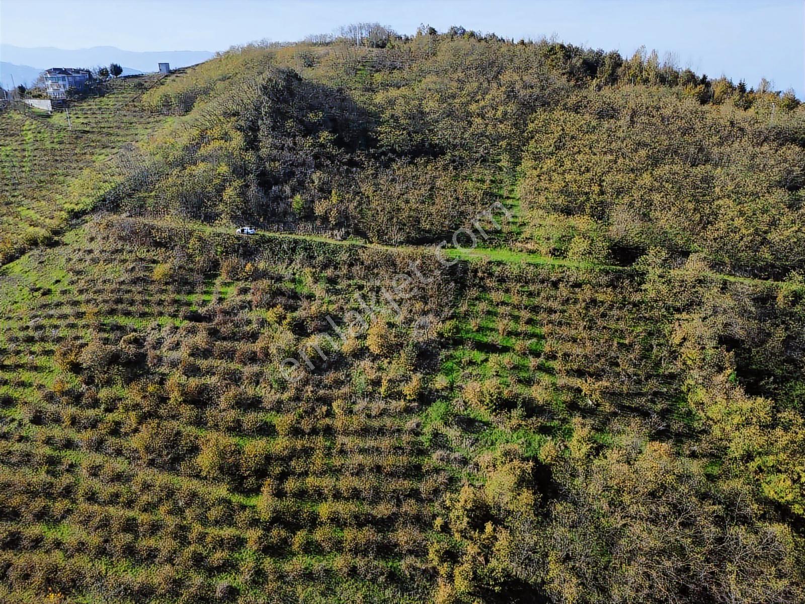 Trabzon Akyazıda Fırsat Arsa - Görsel 8