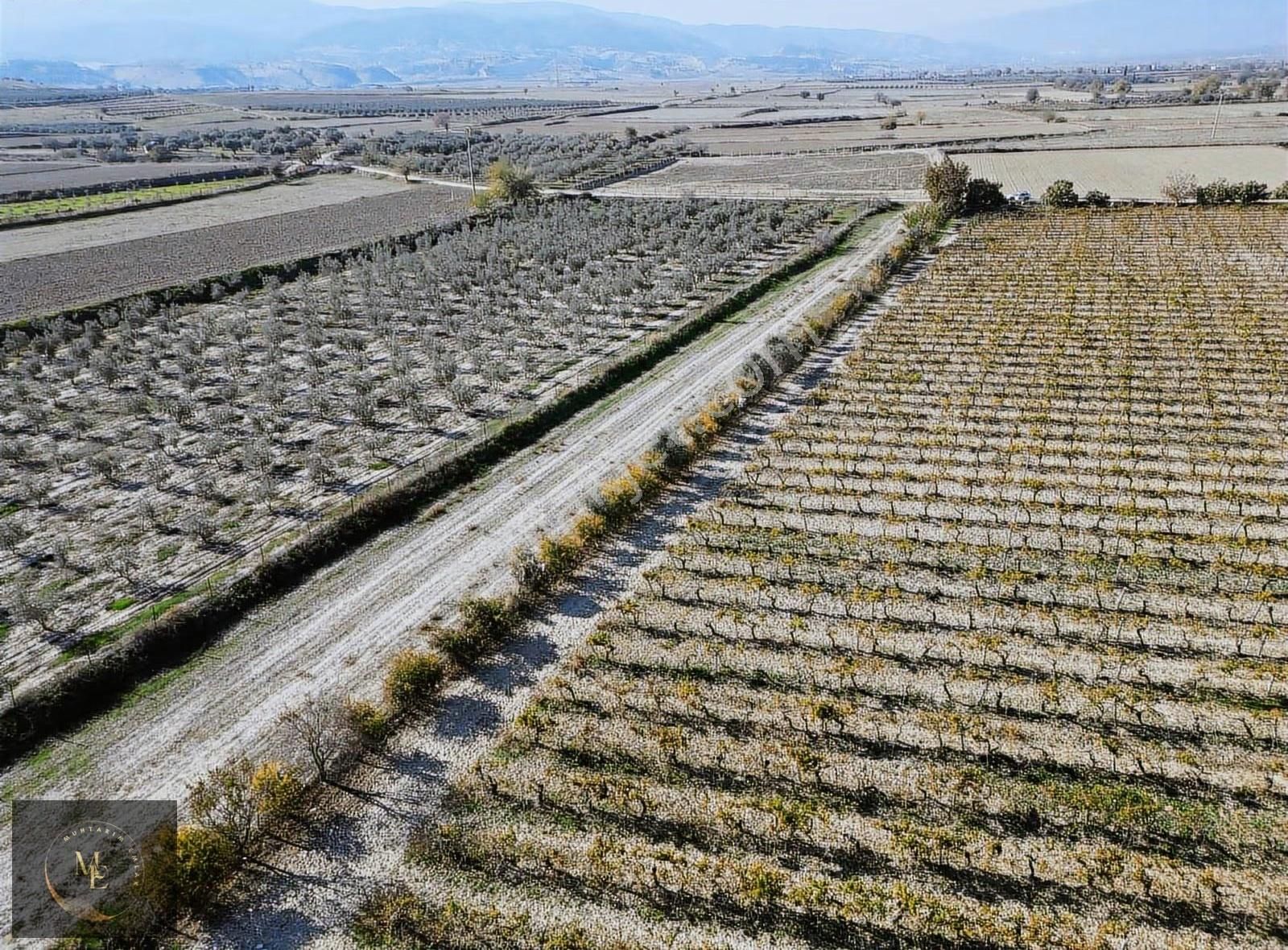 Hasköyde 3.300 M² Üzüm Bağı Muhtarım Emlak - Görsel 2