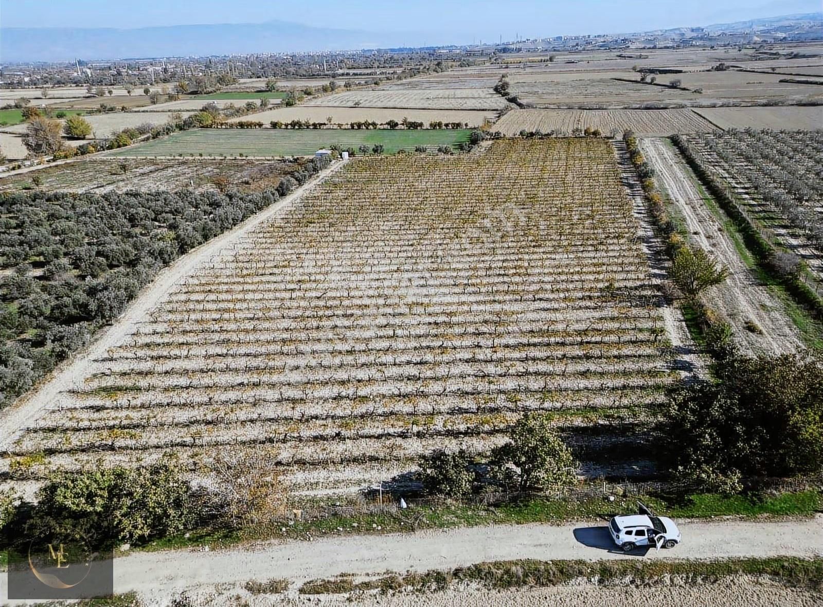 Hasköyde 3.300 M² Üzüm Bağı Muhtarım Emlak