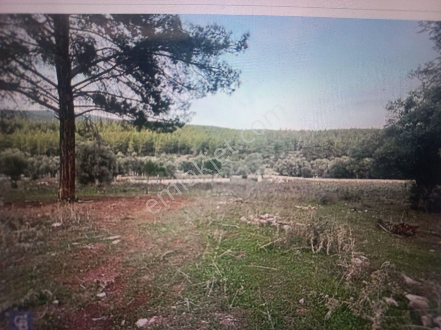 Milas Kızılağaçta Satılık 9.000m2 Zeytinlik