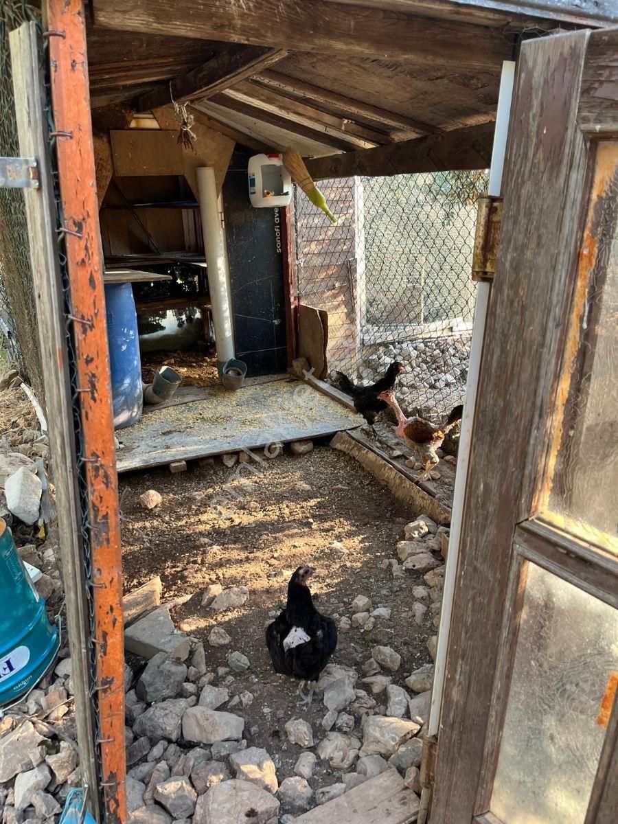 Serık Gebız Hasdumende Mustakıl Ev - Görsel 12