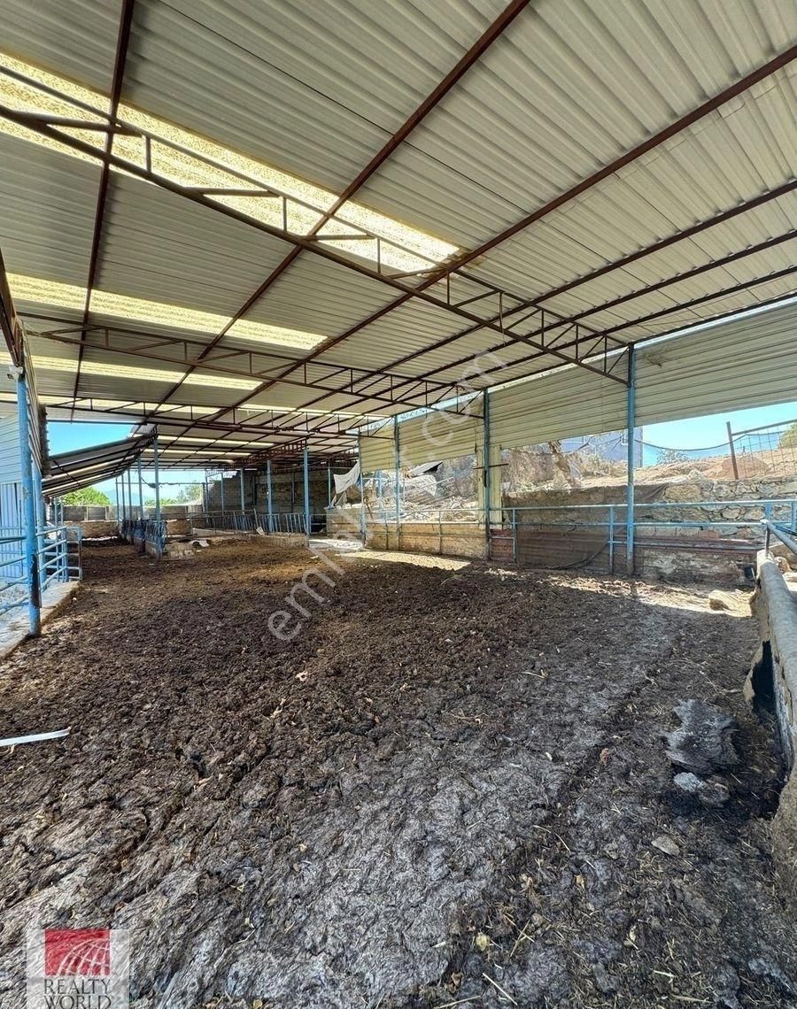 Milas Çomakdağı’nda Eşsiz Fırsat! Tarihi Köy Evi + Ruhsatlı Hayvan Besi Çiftliği - Görsel 10