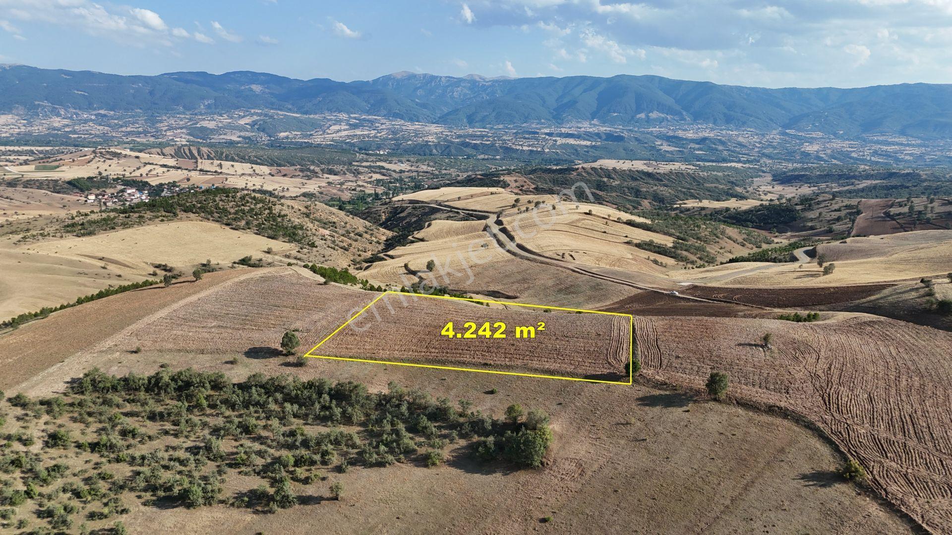 Amasya / Hamamözü / Sarayözü Nde 4.242 M² Müstakil Tarla - Görsel 2