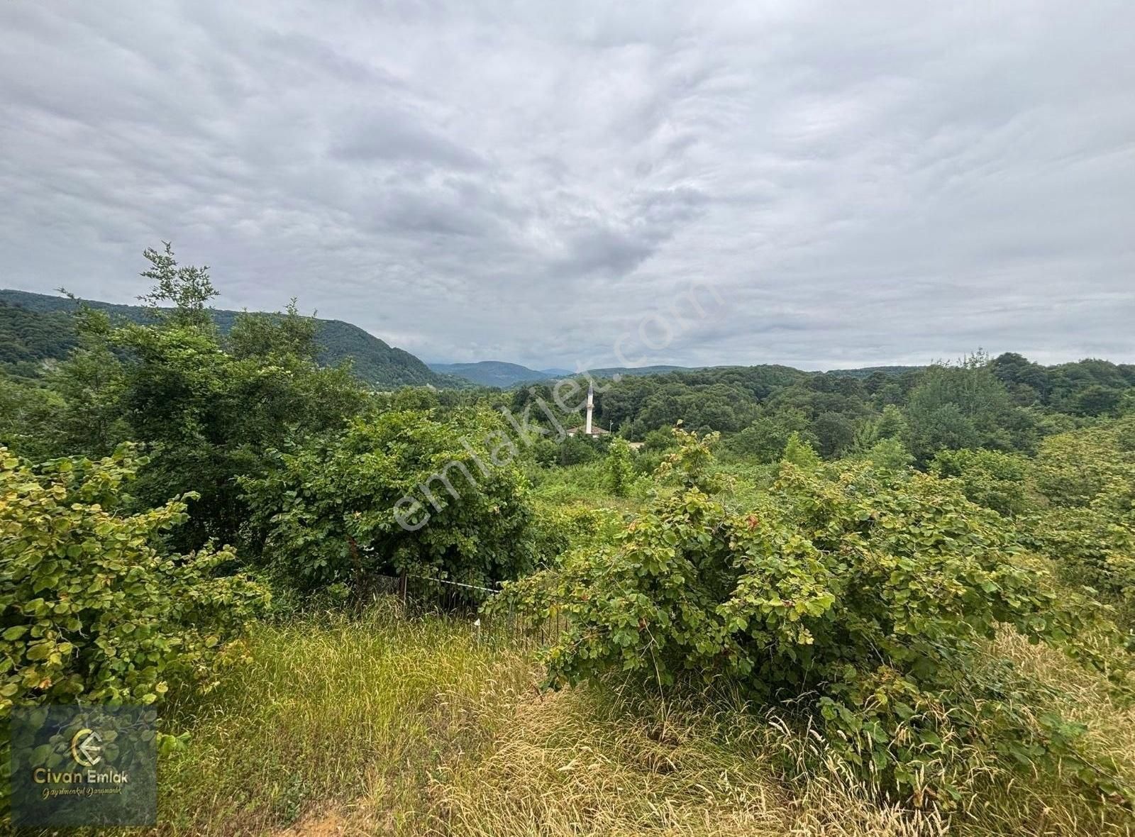 Civan'dan Sinop Erfelekte 13.500 M² Satılık Fındık Bahçesi - Görsel 6