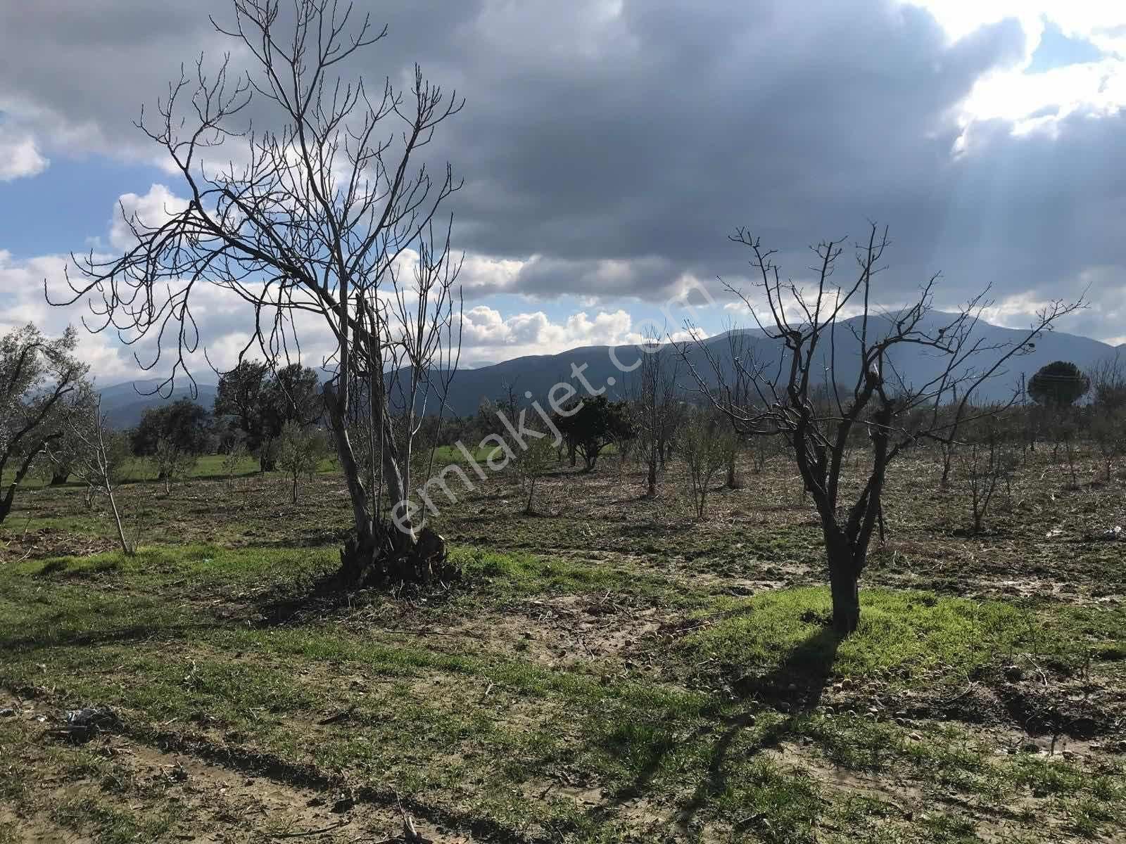 Kemalpaşa Armutlu Da Numaraj+elektrik+su Ve Kuyu Mevcut 4.800m2 - Görsel 5
