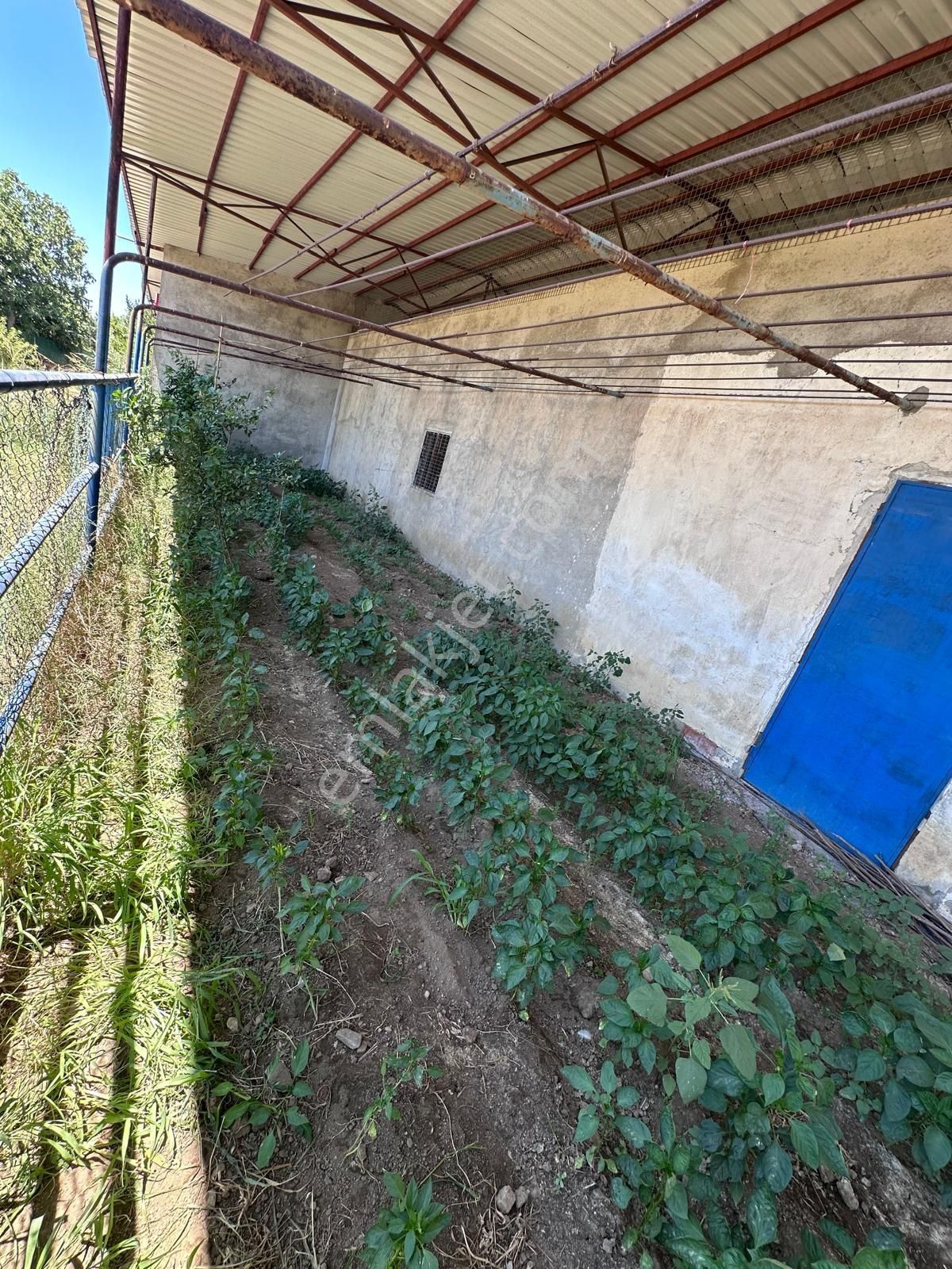 Kemalpaşa Bağyurdu Mevki 11 Dönüm İçinde4+1 İki Villa Olan Arazi - Görsel 15