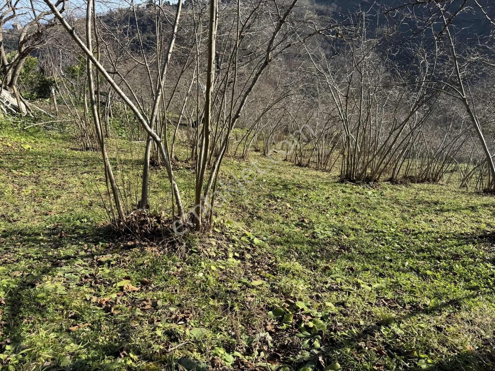 Özgür Emlaktan Bakımlı Düz Yola Cephe Fındıklık - Görsel 7