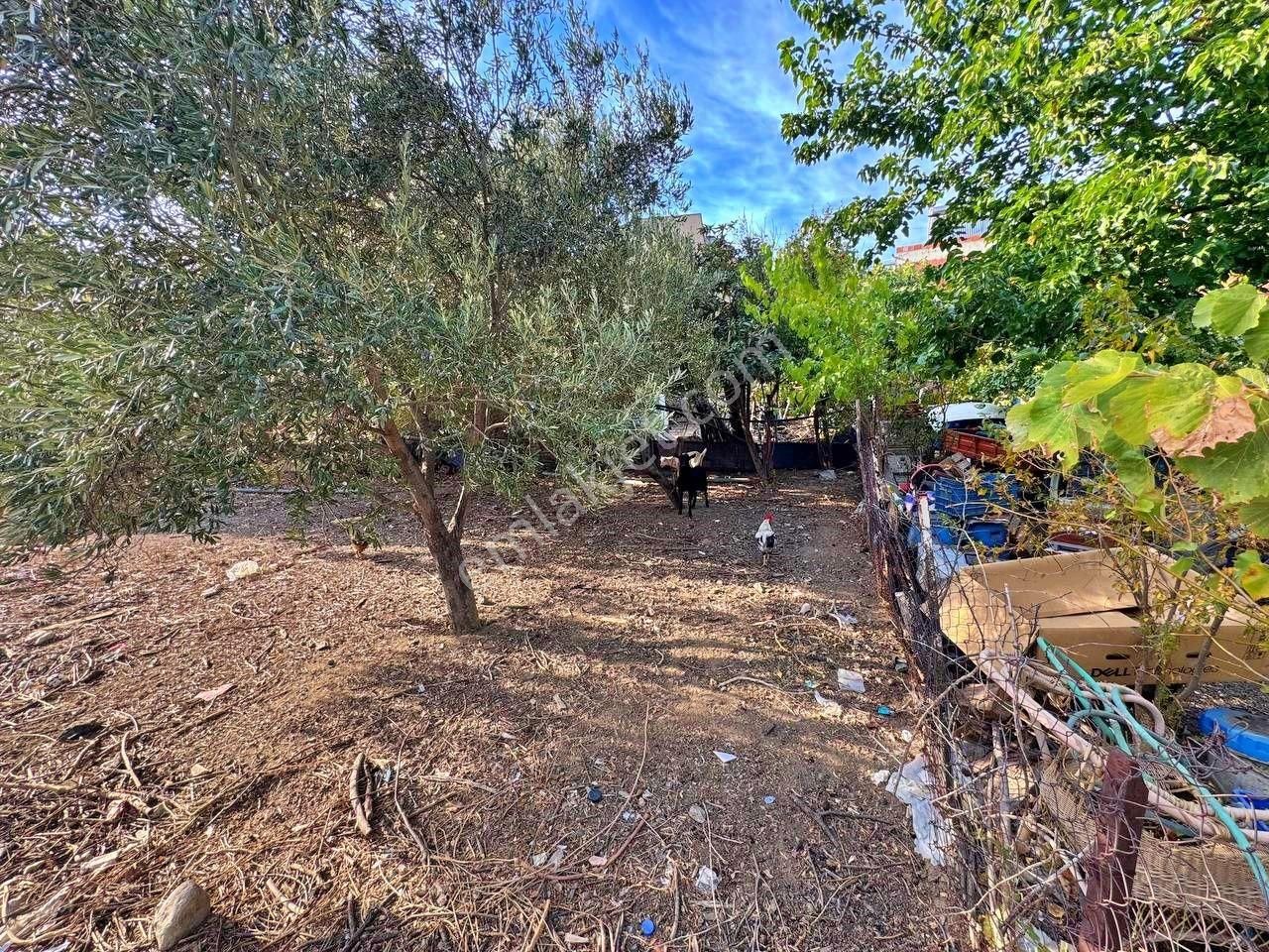 Uytundan Zeytinli Köyünde %40 İmarlı Köşe Parsel Satılık Arsa - Görsel 13