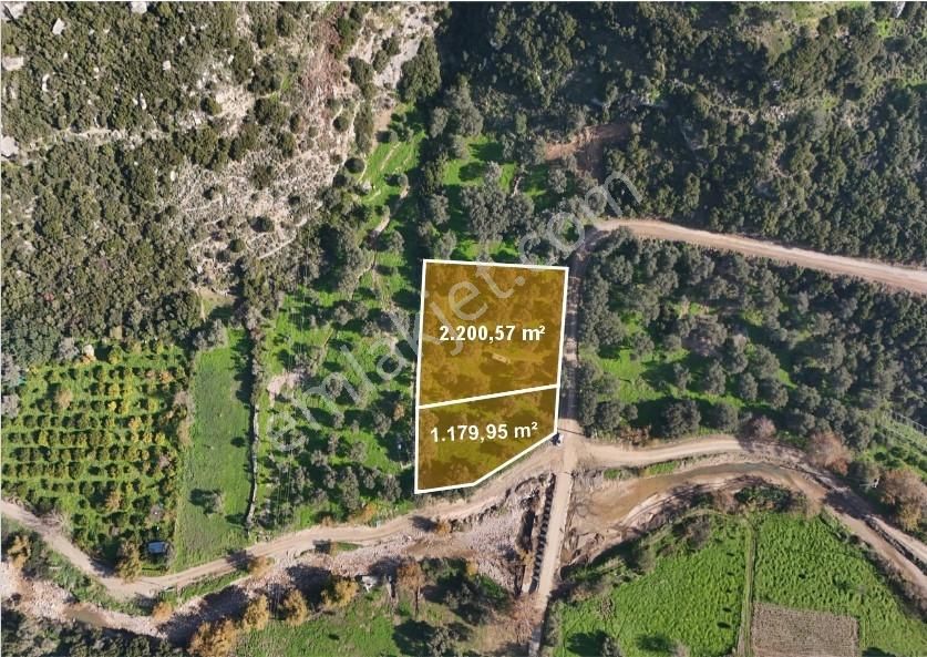 İzmir Karaburun Bozköy'de Yola Cepheli Zeytin Ağaçlı Tarla