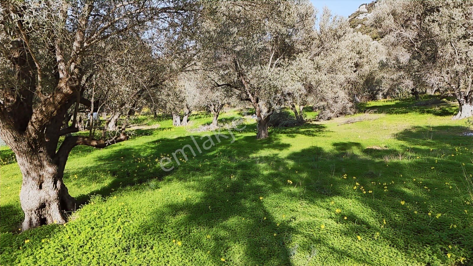 İzmir Karaburun Bozköy'de Yola Cepheli Zeytin Ağaçlı Tarla - Görsel 2