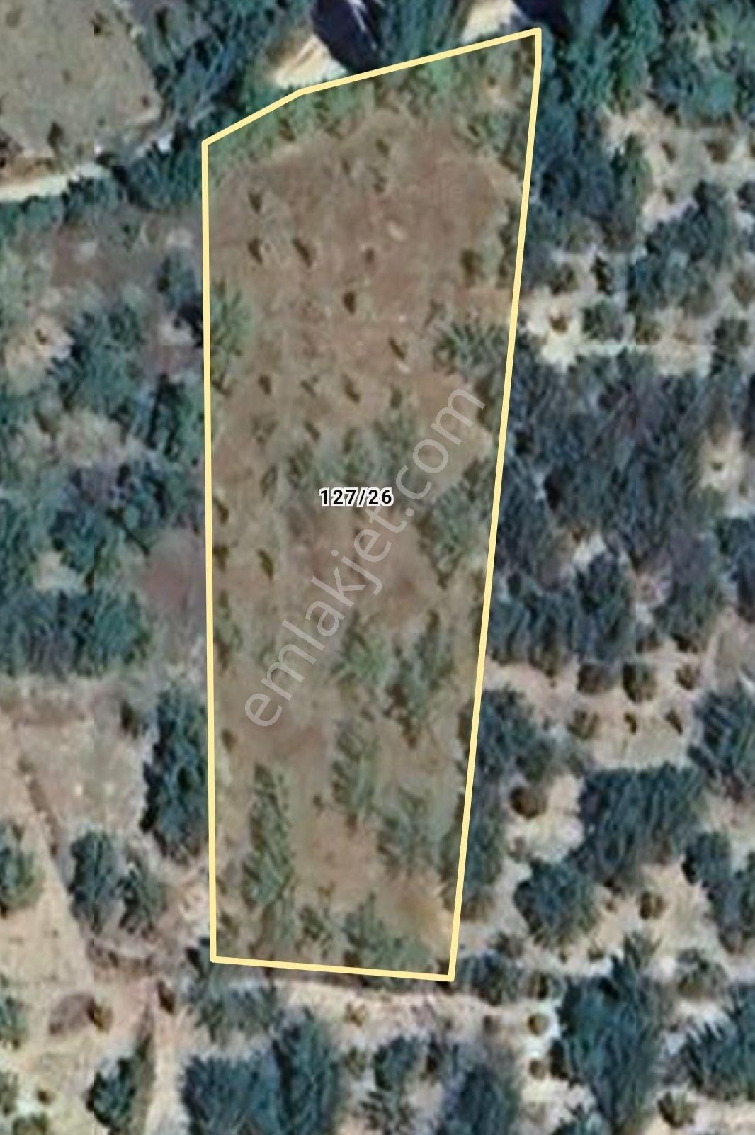 Meyve Bahçesi İiiiii