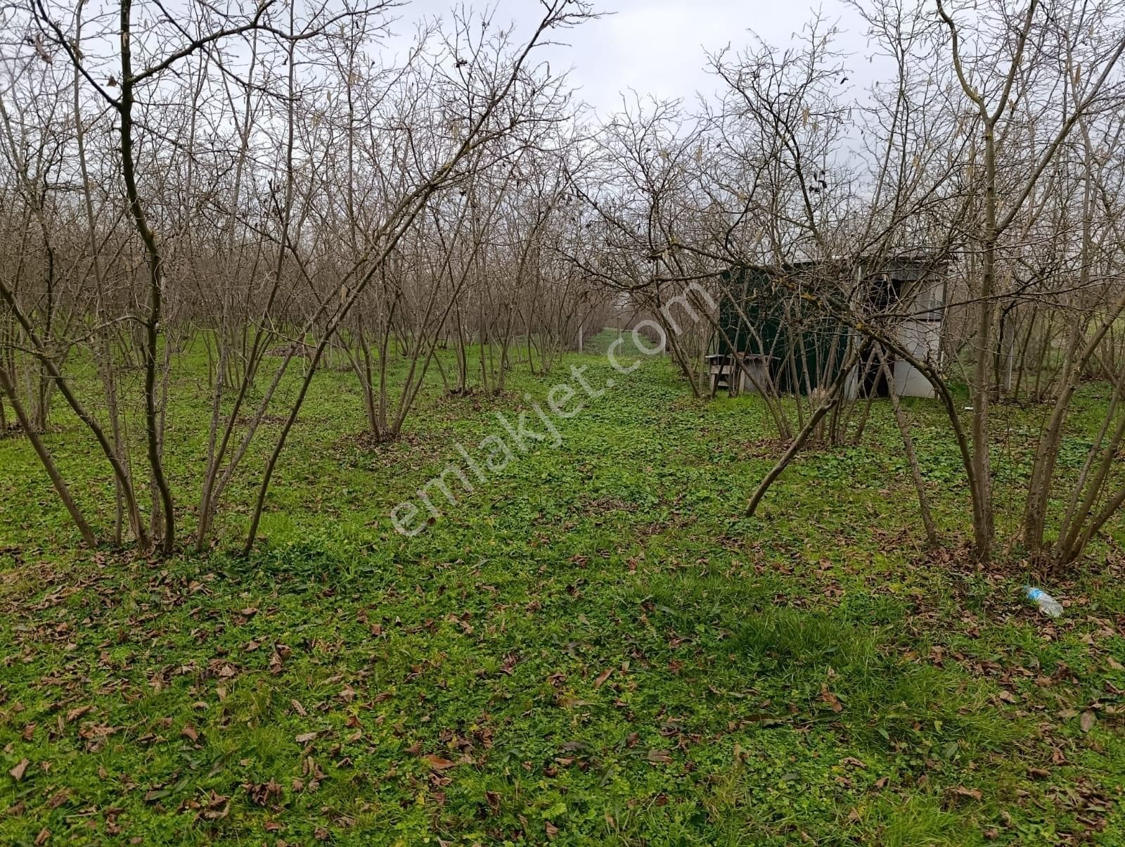 Acıelmalıkta İçerisinde Yapı Ve Fındık Ocakları Olan Tarla - Görsel 6