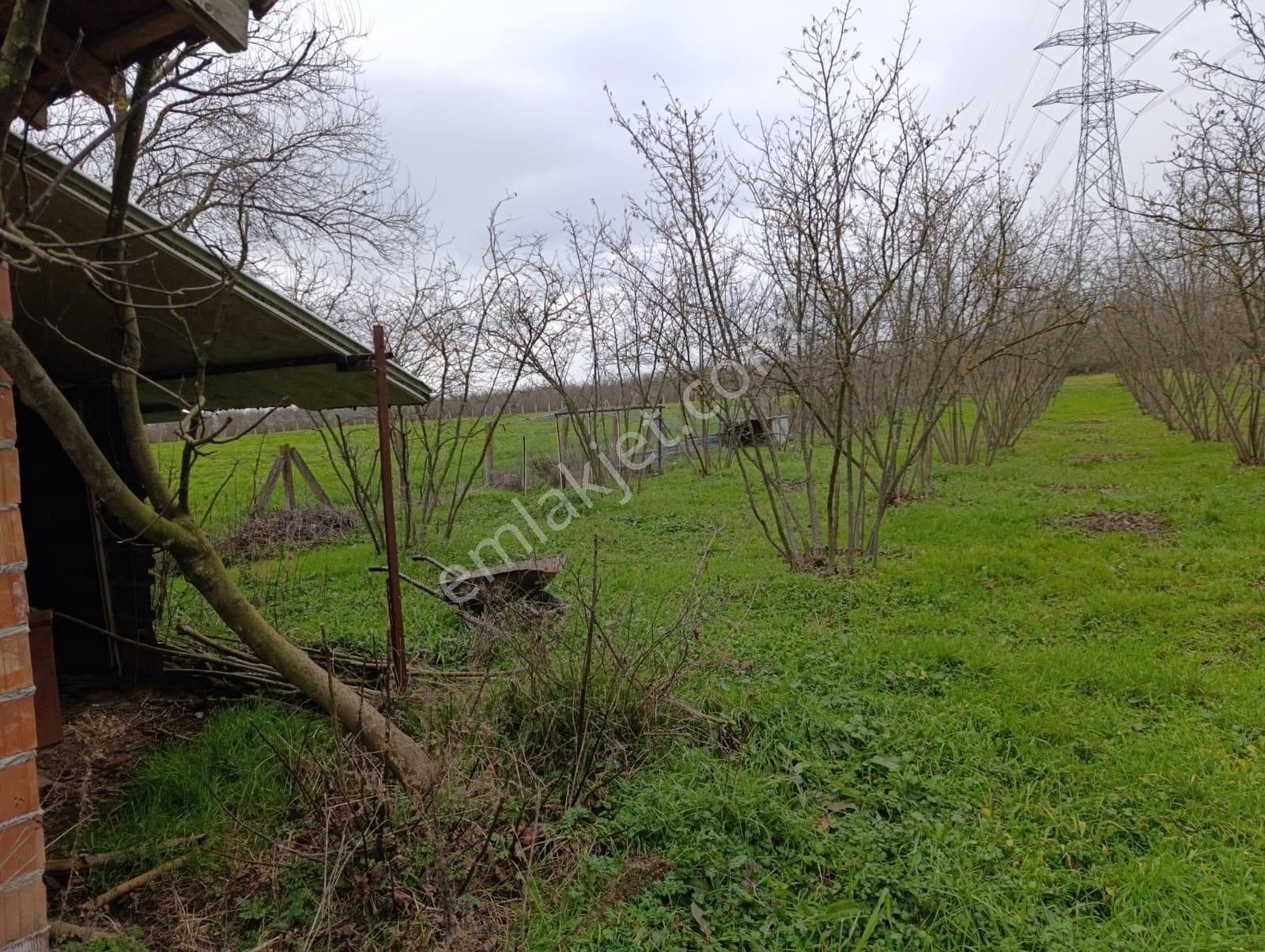 Acıelmalıkta İçerisinde Yapı Ve Fındık Ocakları Olan Tarla - Görsel 2