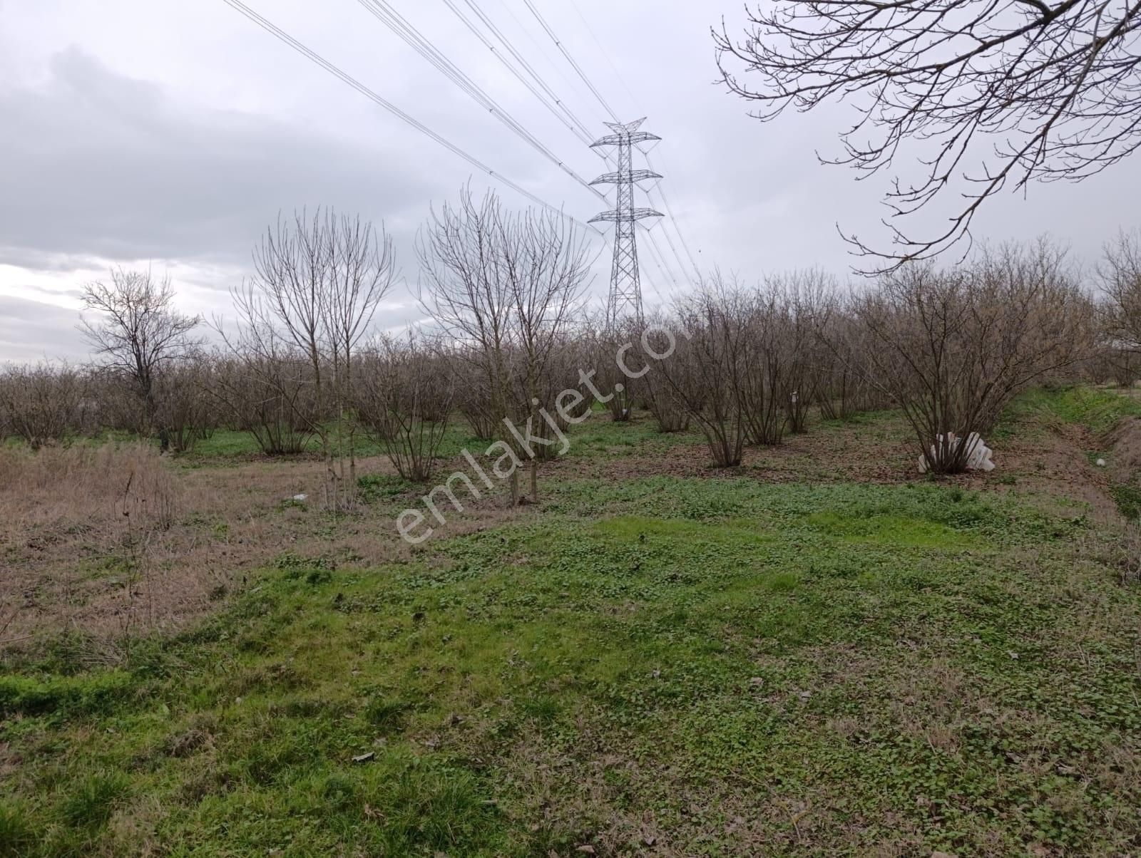 Acıelmalıkta İçerisinde Yapı Ve Fındık Ocakları Olan Tarla - Görsel 18