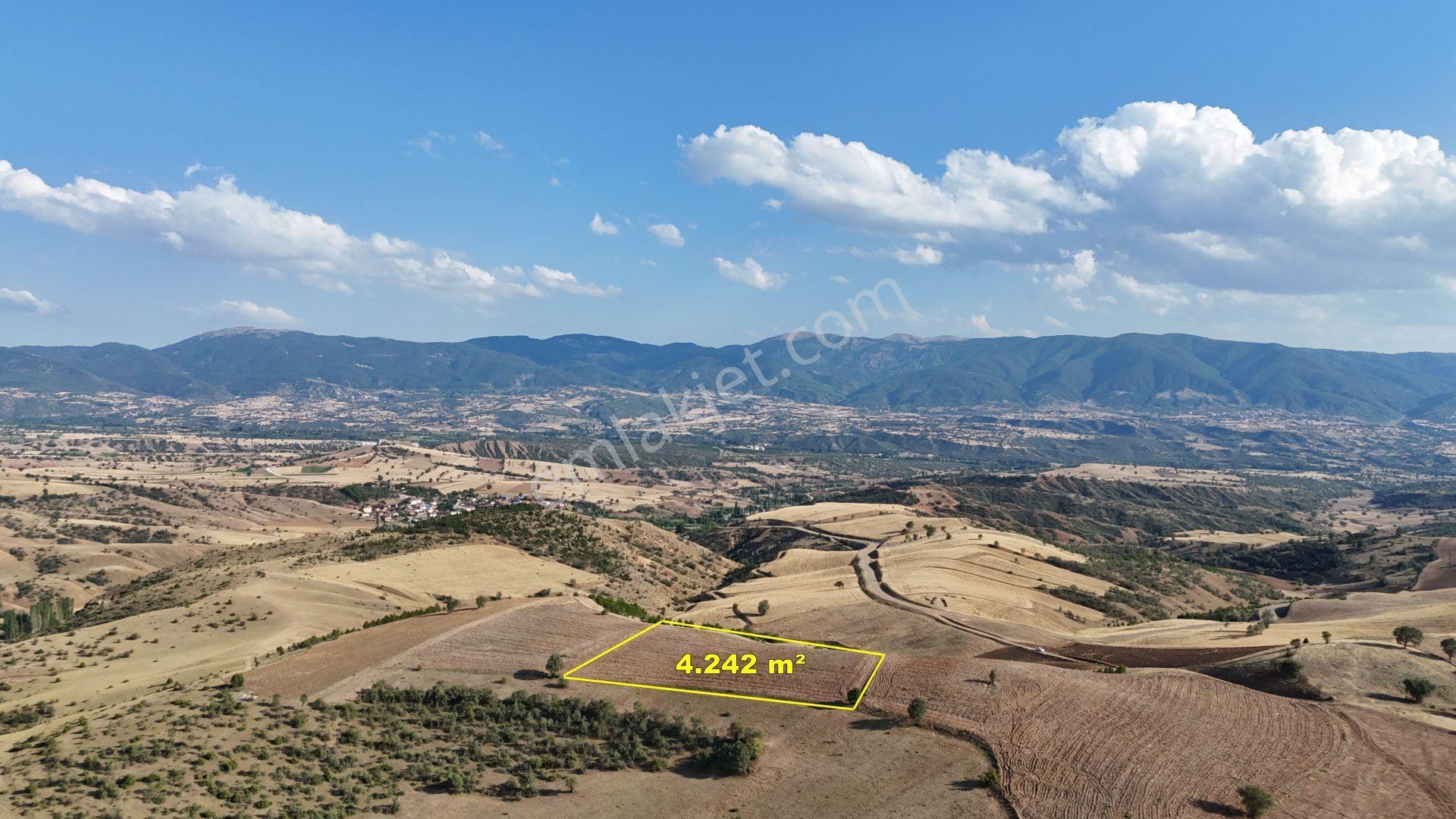 Amasya / Hamamözü / Sarayözü Nde 4.242 M² Müstakil Tarla