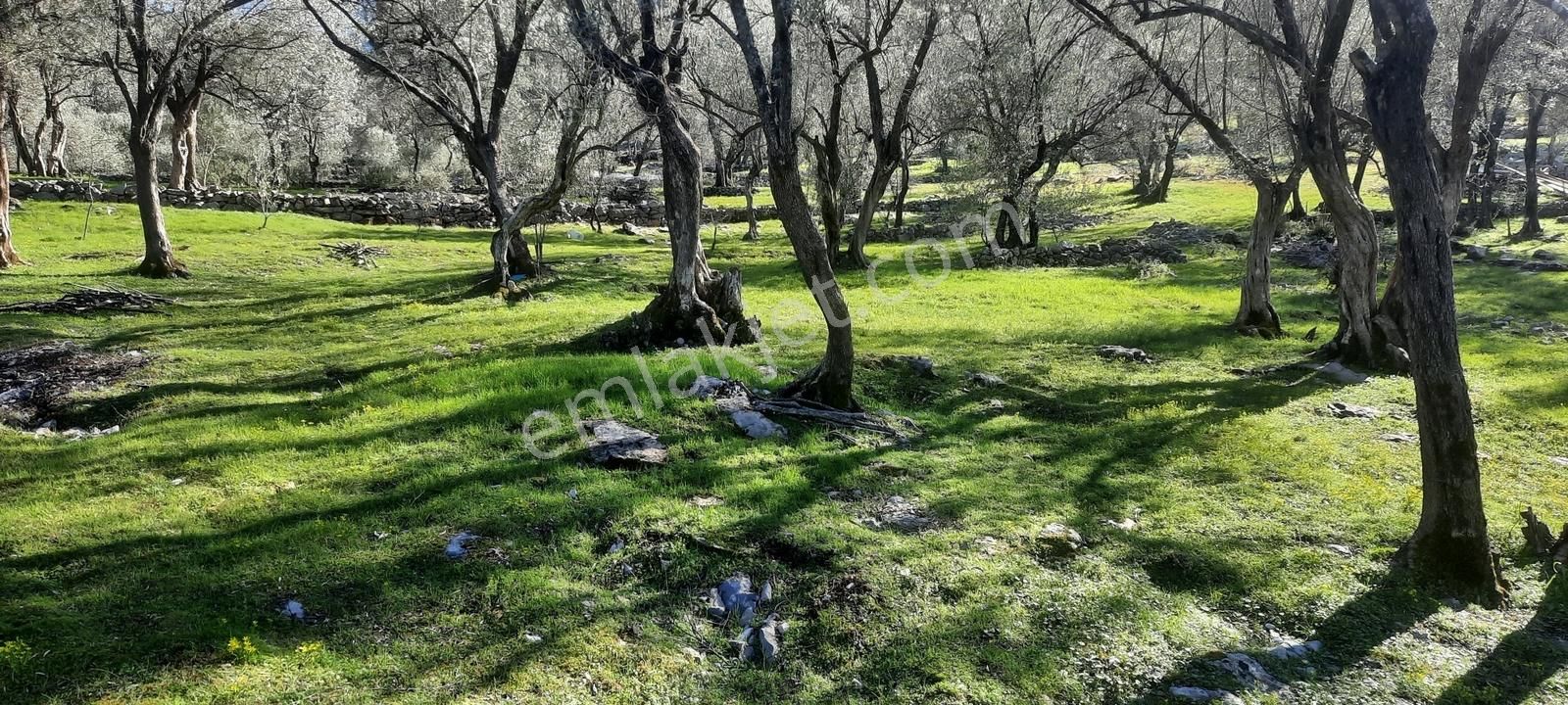 Stoptan Fethiye Göcekte *satılık Zeytinlik*