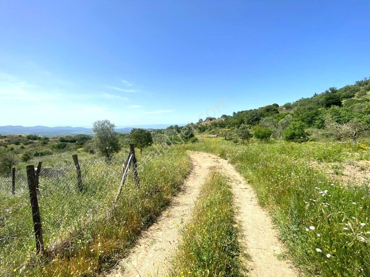 💦 Aktif'ten Burhaniye Kırtıkta Doğa Ve Deniz Manzaralı 40800m2 Satılık Zeytinlik - Görsel 28